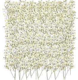 100 Stück Schleierkraut Getrocknet Trockenblumen