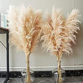 10 Pampas Grass XXL, Deko Gross für Boho