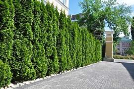 10st. Thuja Smaragd 100-125cm im Topf |