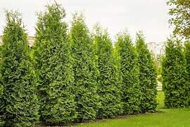 10 Thuja Brabant 100-120cm ohne Topf gemessen