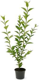 10 Wintergrüner Liguster Atrovirens 80-120cm im