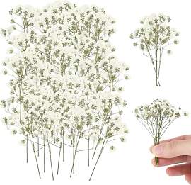 150 Stück Schleierkraut Getrocknet, Getrocknete