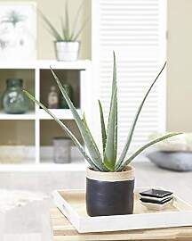 1 x Aloe Vera Barbadensis Miller Lebende
