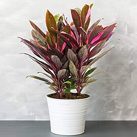 1 x Cordyline Tango (Keulenlilie) - Vielfarbige