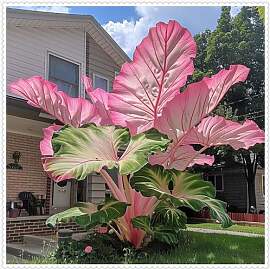 2025 Winterhart pflanzen, Blumenzwiebel Mix,