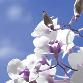 20 Lunch Servietten Orchidee Blumen  33 cm