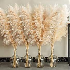 20 Pampas Grass XXL, Deko Gross für Boho Deko,