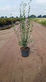 25st. Wintergrüner Liguster Atrovirens 80-120cm