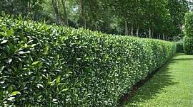 2st. Kirschlorbeer Genolia® 120-150cm