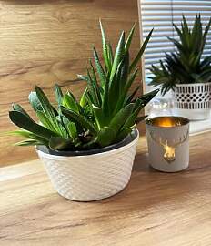 3 Stück Pflanzschale Ø 12 cm Blumenschalen