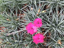 6 x Dianthus grat. 'Badenia' –