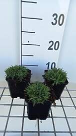 6 x Dianthus grat. 'Pink Jewel' - Nelke