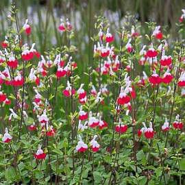 6 x Salbei 'Hot Lips' - Salvia