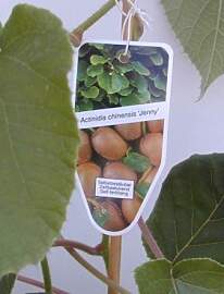 Actinidia chinensis 'Jenny' 60–80 cm