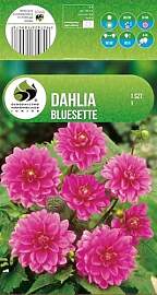 AGRONOM | DAHLIEN - BLUESETTE | Mehrjährige