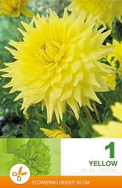 AGRONOM | DAHLIEN - YELLOW | Mehrjährige