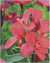 AGRONOM | INDISCHE KANNEN - CRIMSON BEAUTY |