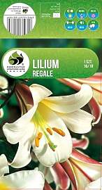 AGRONOM | LILIEN - REGALE | Mehrjährige