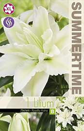 AGRONOM | LILIEN - ROSELILY AISHA | Mehrjährige