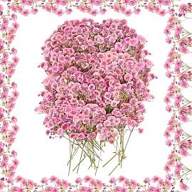 AKONE Getrocknete Blumen 100 Stück,Klein Baby’s 