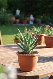 Aloe Arborescens Heilpflanze, Große Kräftige
