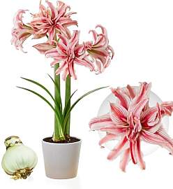Amaryllis Zwiebel Doublet - 1 Blumenzwiebel in