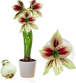 Amaryllis Zwiebel Papilio - 1 Blumenzwiebel in
