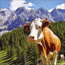 Ambiente Serviette Motiv : Alpen Kuh - 20