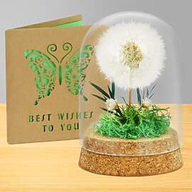 AOOTE Pusteblume im Glas,Echte Pusteblume im Glass 