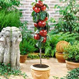 Apfelbaum - Säulenobstbäume - 80/100 cm hoch -