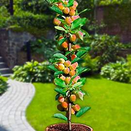 Aprikosenbaum - Säulenobstbäume - 80/90 cm hoch