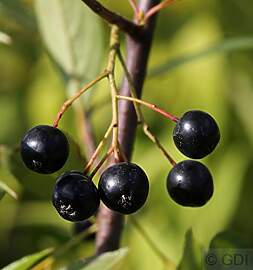 Aronia melanocarpa 'Nero' 40–60 cm – 