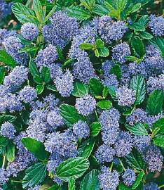 BALDUR Garten 1x Immergrüne Säckelblume Blauer