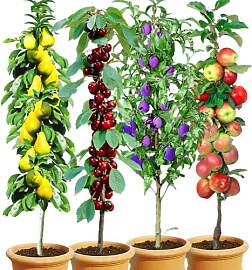 BALDUR Garten 4er Säulen-Obst-Kollektion Birne,