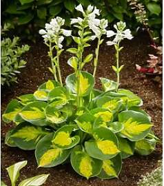 BALDUR Garten Staude Hosta 'Sunset