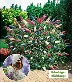 BALDUR Garten Zierstrauch Sommer-Flieder