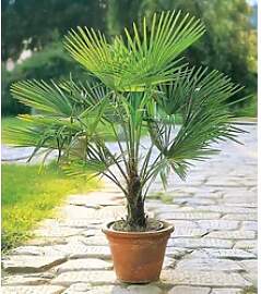 BALDUR Garten Zierstrauch Winterharte Kübel-Palme 