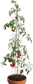 bellissa – Tomaten Rankhilfe aus Stahl einzeln