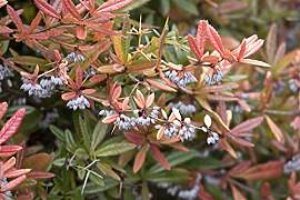 Berberis julianae 30-40 cm – Immergrün,
