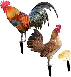 BESTonZON 3 Stück Acryl Gartenstecker Hahn Henne