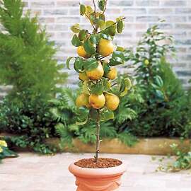 Birnbaum - Säulenobstbäume - 80/90 cm hoch -