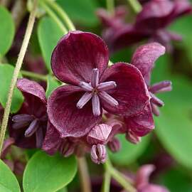 Bloomique - 2er - Set - Akebia quinata -