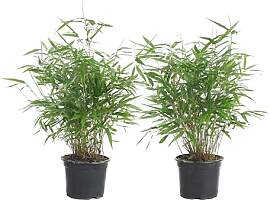 Bloomique - 2er Set - Fargesia Rufa - Bambus