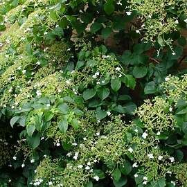 Bloomique - 2er-Set - Hydrangea Petiolaris -