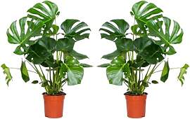 Bloomique - 2er Set - Monstera Deliciosa -
