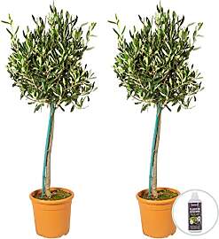 Bloomique - 2er-Set - Olea Europaea - Olivenbaum