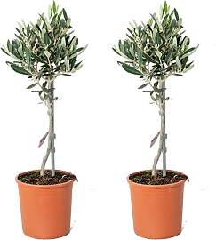 Bloomique - 2er-Set - Olea Europaea - Olivenbaum