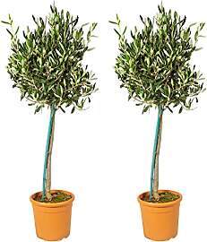 Bloomique - 2er-Set - Olea Europaea - Olivenbaum