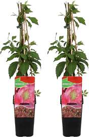 Bloomique - 2er-Set - Parthenocissus Quinquefolia