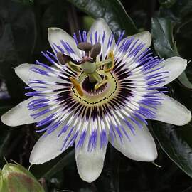 Bloomique - 2er-Set - Passiflora Caerulea -